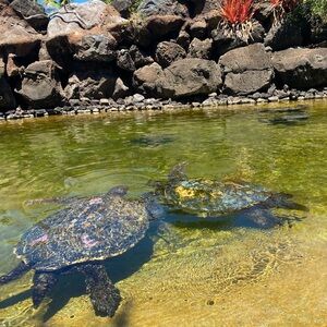 Reserve for @autismmana only!